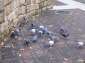 Pigeon 3 aa
